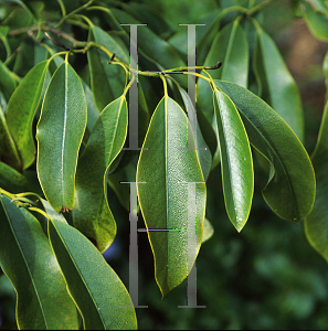 Picture of Michelia platypetala 