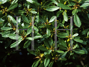 Picture of Myrica faya 