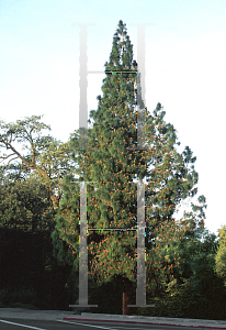 Picture of Pinus canariensis 