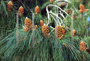 Picture of Pinus canariensis 