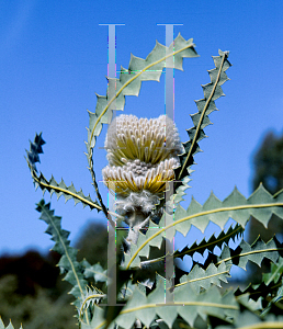 Picture of Banksia victoriae 