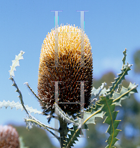 Picture of Banksia victoriae 