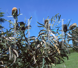 Picture of Banksia victoriae 