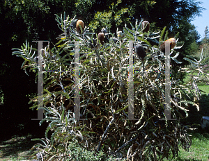 Picture of Banksia victoriae 