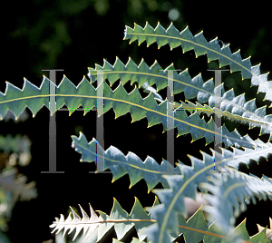 Picture of Banksia victoriae 