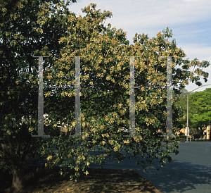 Picture of Arbutus andrachne 