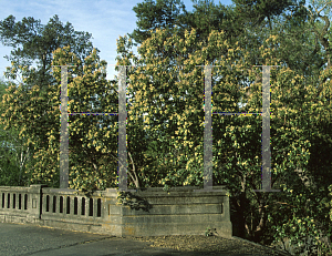 Picture of Arbutus andrachne 
