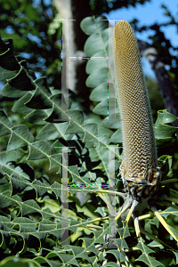 Picture of Banksia grandis 