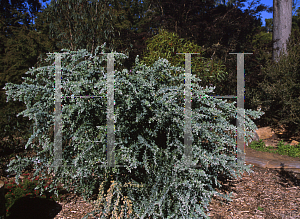 Picture of Acacia podalyriifolia 