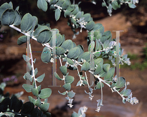 Picture of Acacia podalyriifolia '~Species'