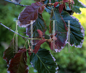 Picture of Quercus candicans 