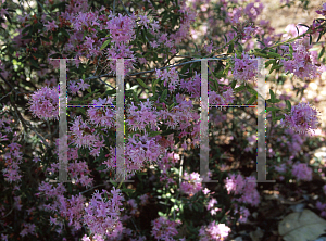 Picture of Rhododendron scabrifolium var. spiciferum 