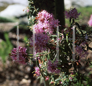 Picture of Rhododendron scabrifolium var. spiciferum 