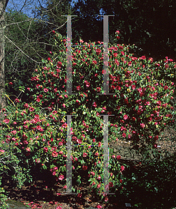 Picture of Camellia reticulata 'Captain Rawes'
