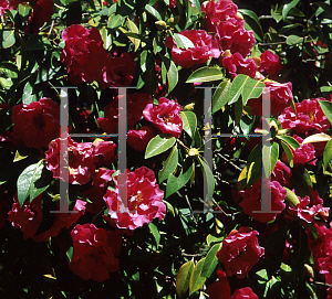 Picture of Camellia reticulata 'Captain Rawes'