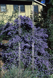 Picture of Ceanothus impressus 'Vandenberg'