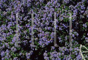 Picture of Ceanothus impressus 'Vandenberg'