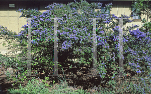 Picture of Ceanothus x 'Dark Star'