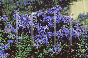 Picture of Ceanothus x 'Dark Star'