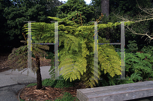Picture of Cyathea cooperi 