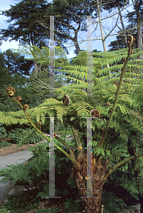 Picture of Cyathea cooperi 