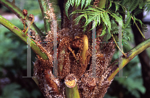 Picture of Cyathea cooperi 