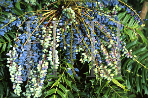 Picture of Mahonia lomariifolia 