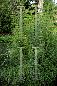 Picture of Equisetum x 