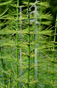 Picture of Equisetum x 