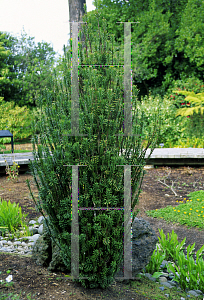 Picture of Cephalotaxus harringtonia 'Fastigiata'