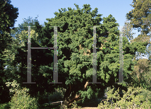 Picture of Podocarpus totara 