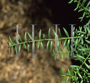 Picture of Podocarpus totara 