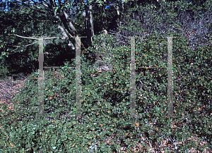 Picture of Arctostaphylos viscida 