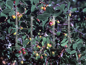 Picture of Arctostaphylos viscida 