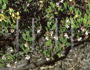 Picture of Arctostaphylos hookeri 'Wayside'