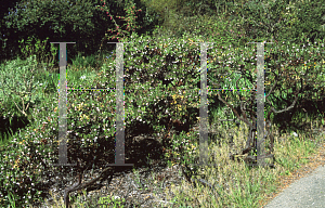 Picture of Arctostaphylos hookeri 'Wayside'