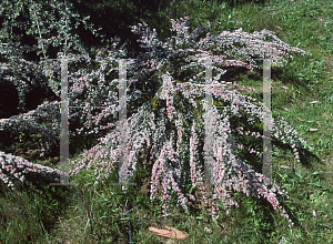 Picture of Micromyrtus ciliata 