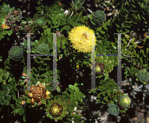 Picture of Melaleuca megacephala 