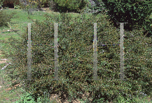 Picture of Hakea  'Burrendong Beauty'