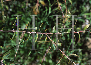 Picture of Hakea  'Burrendong Beauty'