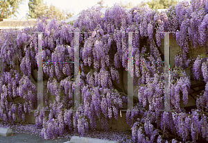 Picture of Wisteria sinensis 