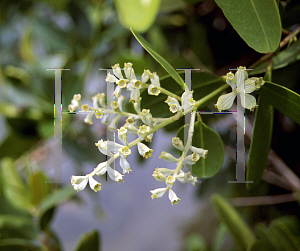 Picture of Rhizophora mangle 