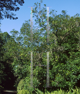 Picture of Pseudophoenix crassifolius 