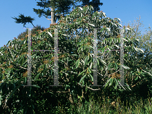 Picture of Rhododendron montroseanum 