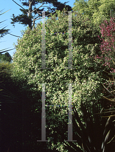 Picture of Pittosporum tenuifolium 'Irene Paterson'