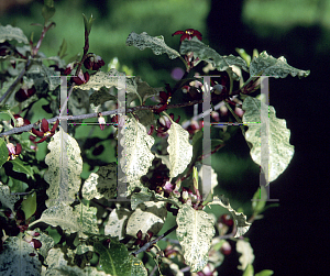 Picture of Pittosporum tenuifolium 'Irene Paterson'