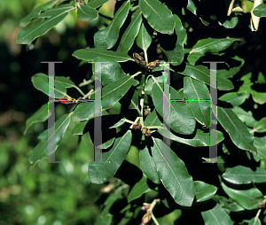 Picture of Pittosporum ralphii 