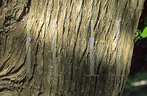 Picture of Podocarpus totara 