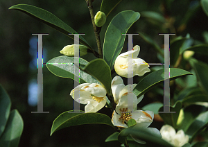 Picture of Michelia crassipes 