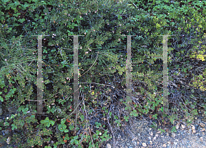 Picture of Arctostaphylos x repens 